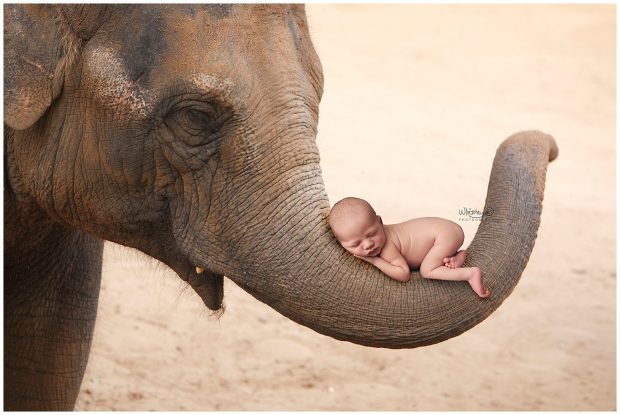 Newborn baby on elephant at Whitney D. Photography in Conway, Arkansas