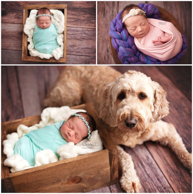 Newborn baby girl with golden doodle dog at Whitney D. Photography in Conway, Arkansas